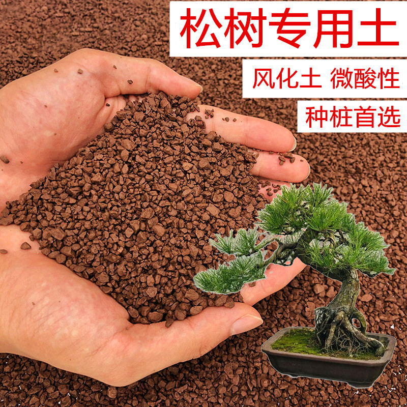 松树土五针松罗汉松黑松黄山松专用土风化土红土酸性土壤盆景土