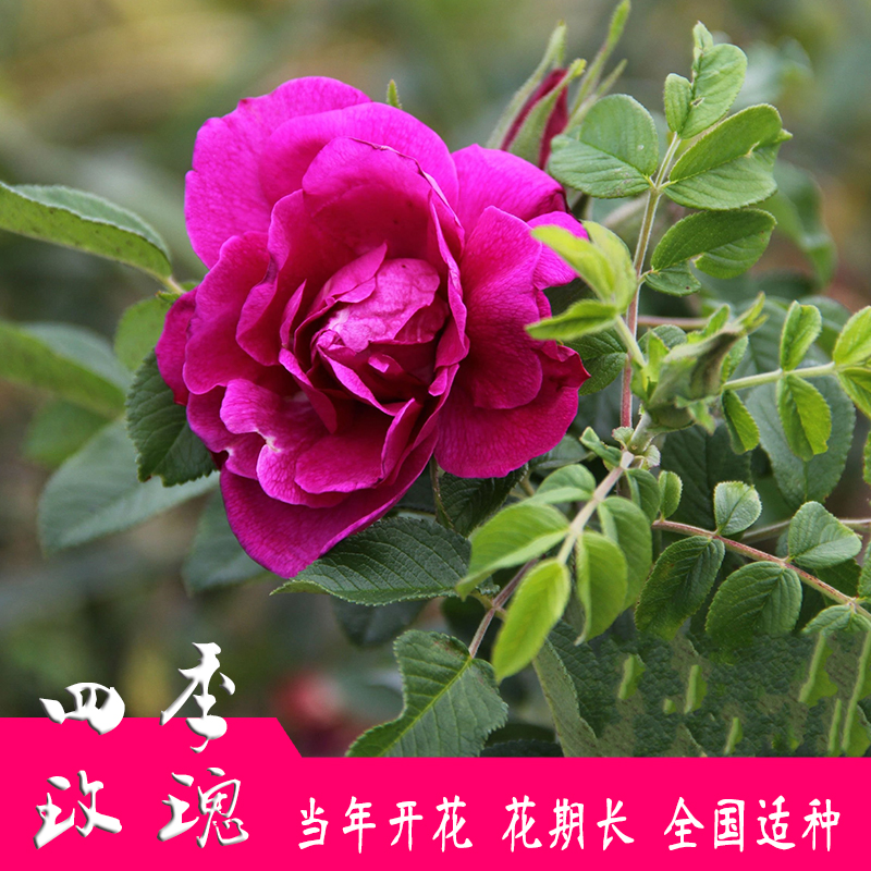 多季刺玫 可食用四季玫瑰红刺玫花苗庭院地栽植物花期长当年开花