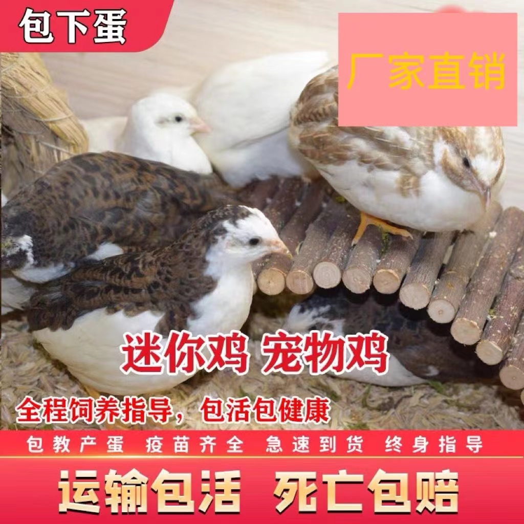 网红宠物鸡活物芦丁鸡活体全色系迷你宠物40-60天青年鸡运输包活