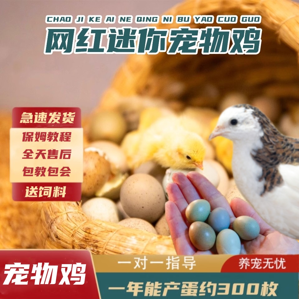 芦丁鸡卢丁可孵化受精蛋迷你网红小鸡蛋纯白瓦灰德系变异受精卵