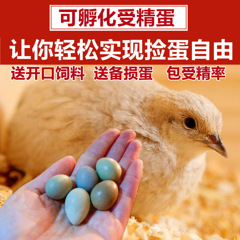 芦丁鸡可孵化受精蛋迷你网红小鸡蛋纯白礼服瓦灰卢丁变异受精卵