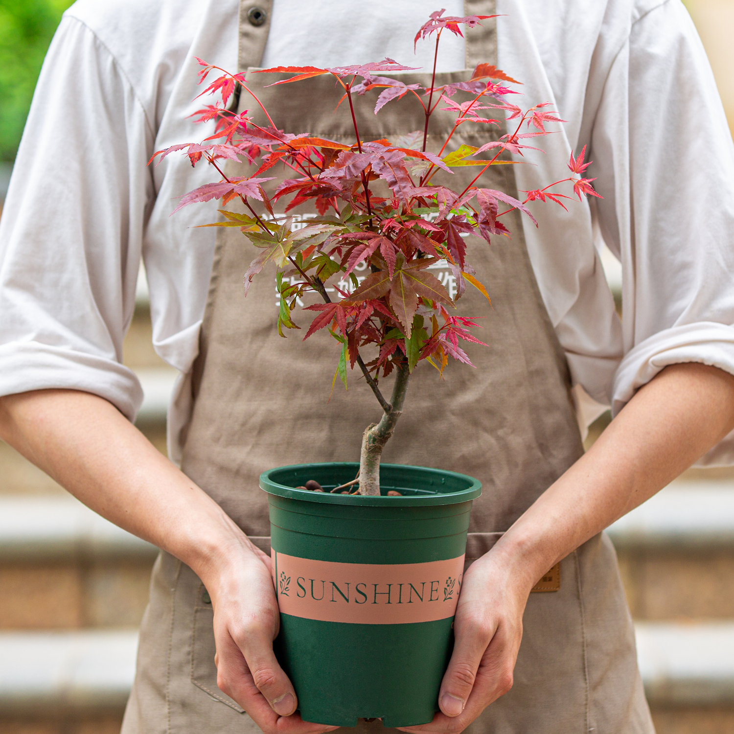 日本红枫树盆栽庭院室内阳台四季好养红叶植物盆景绿植红舞姬树苗