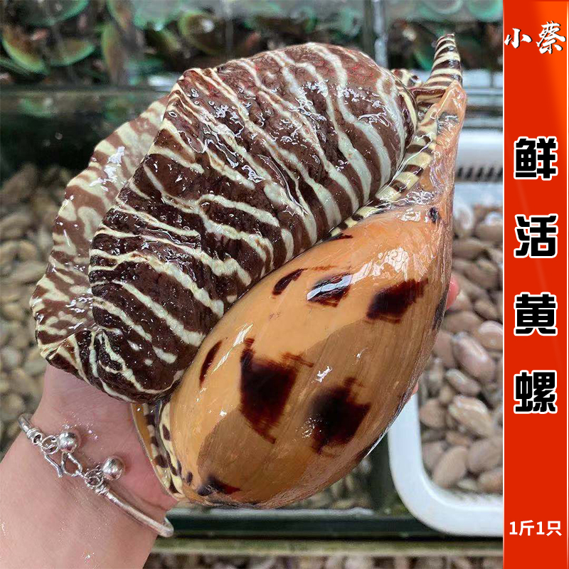 鲜活黄螺海鲜水产贝类新鲜超大海螺油螺木瓜螺椰子螺翡翠螺1斤1只
