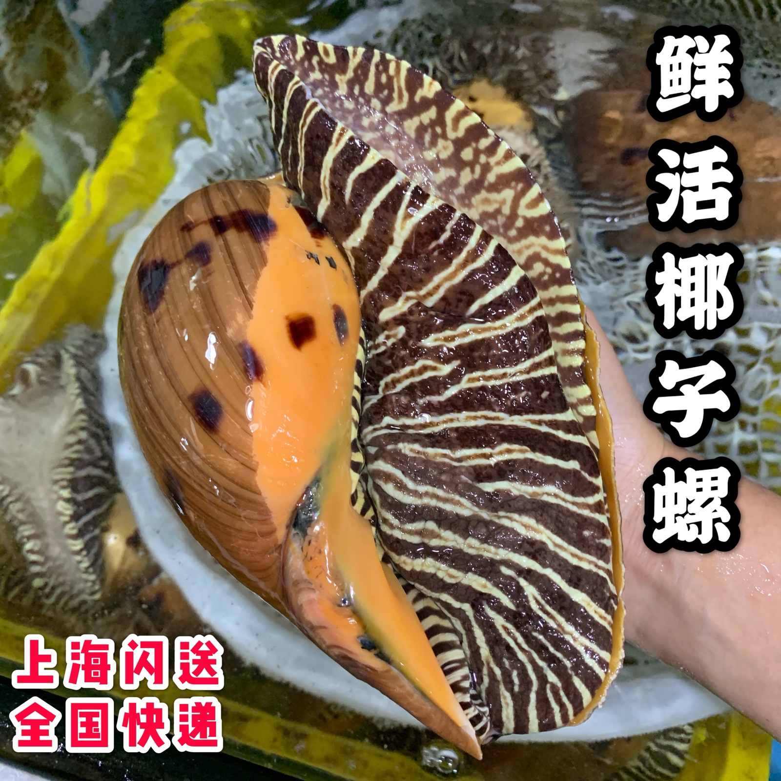 鲜活椰子螺500g 大黄螺海鲜贝类水产大海螺大油螺花螺大黄螺