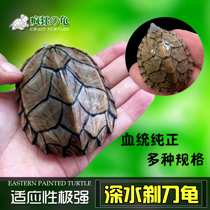 疯狂的龟 剃刀龟 蛋龟 小型冷水龟乌龟活物屋顶龟 深水龟宠物活体