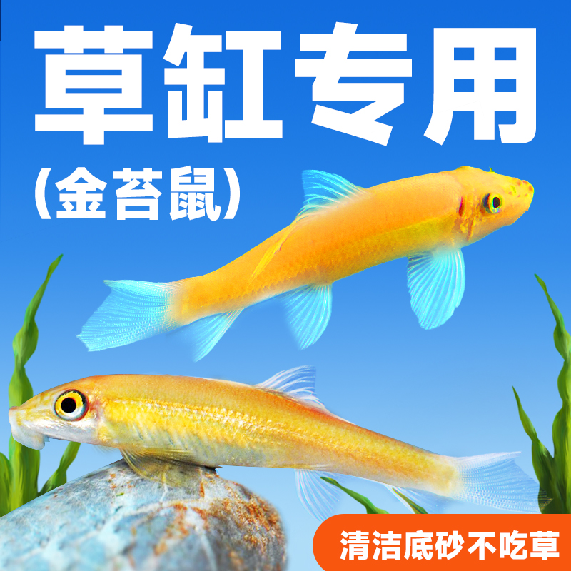 黄金青苔鼠鱼苗金苔鼠小型淡水清洁鱼工具鱼热带观赏鱼清道夫宠物