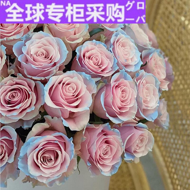 欧洲新款进口厄瓜多尔伊莎贝拉玫瑰鲜花直批上海直发家用水养插花