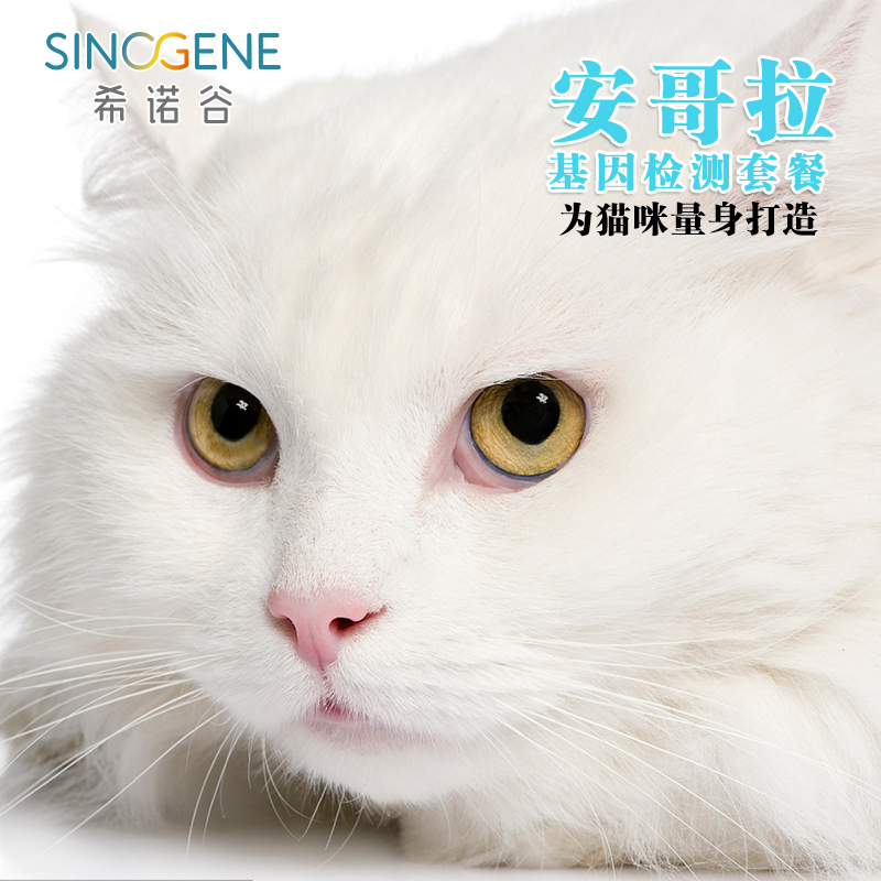 安哥拉猫基因检测 宠物猫咪体检基因筛查遗传病 猫舍推荐健康繁育