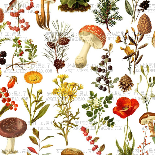 复古Vintage植物蘑菇松果花卉叶子手账照片海报装饰免抠设计素材