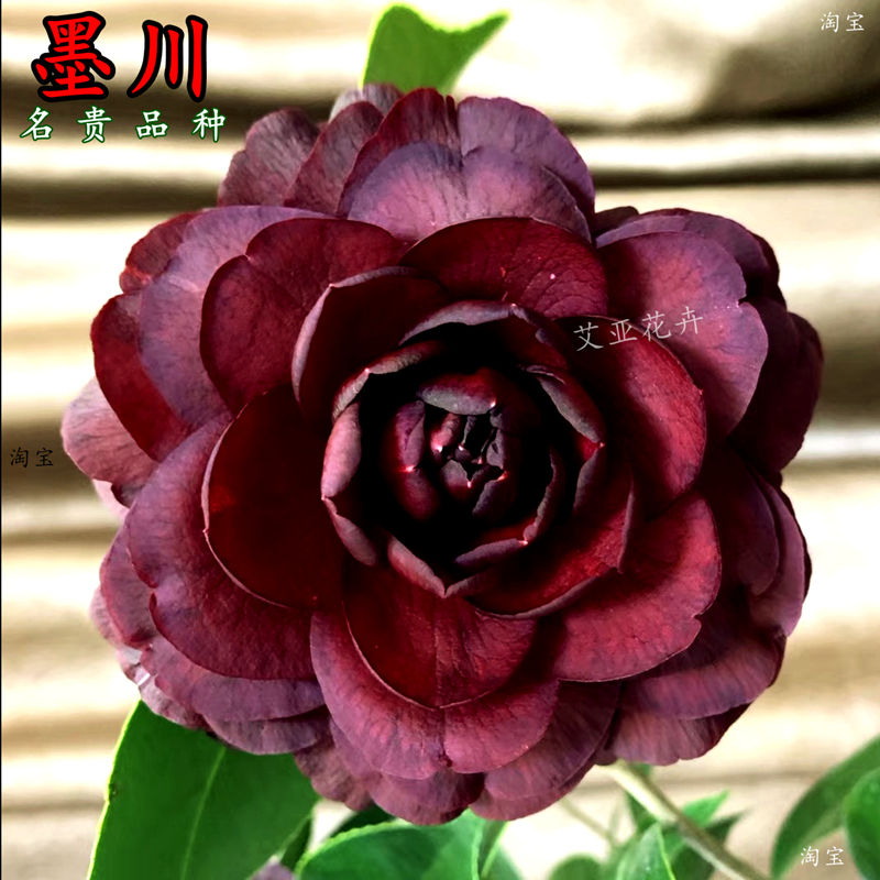 墨川茶花盆栽名贵树苗超墨双墨系列开黑色黑红色稀有阳台花卉精选