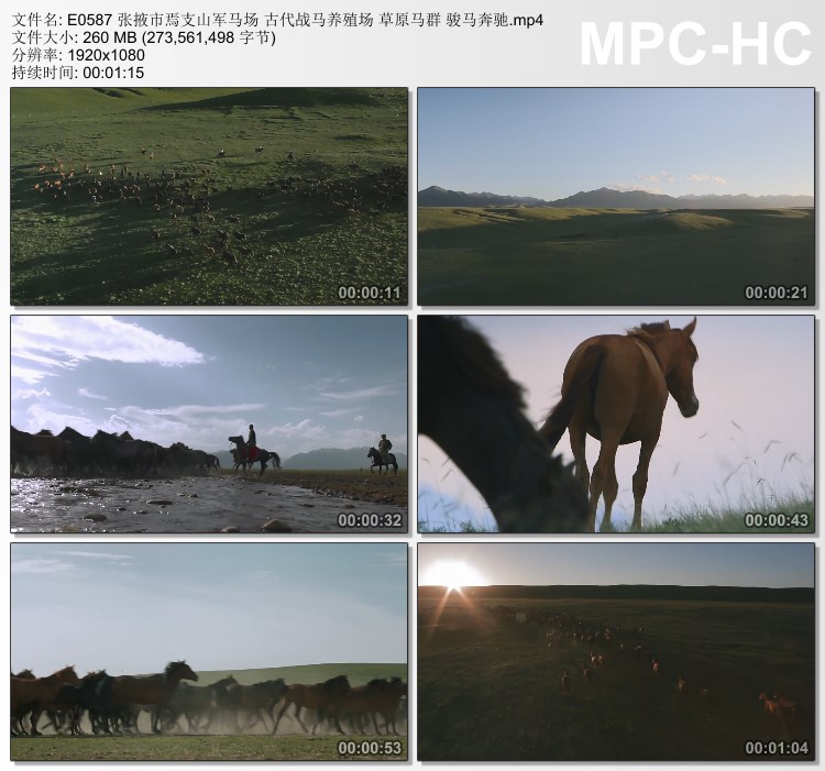 张掖市焉支山军马场古代战马养殖场草原马群 实拍视频素材