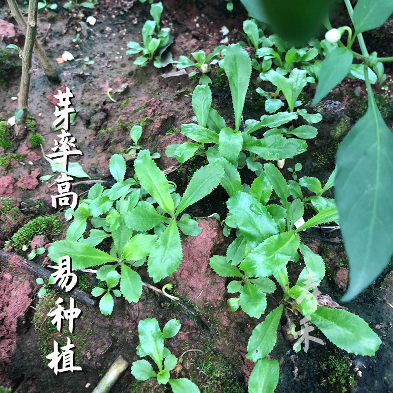 云南大芫荽种子缅甸刺芹大香菜种籽老品种孑籽种青菜四季菜籽