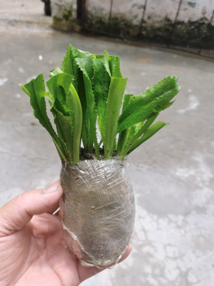 刺芫荽苗食用野芫荽大芫茜假芫茜越南泰国香菜刺芹盆栽