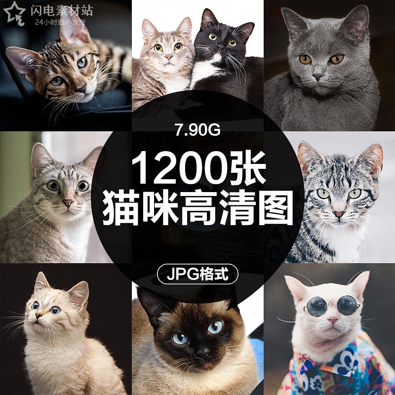 高清4K动物可爱小猫咪短毛猫波斯猫PS设计PPT背景壁纸JPG图片素材