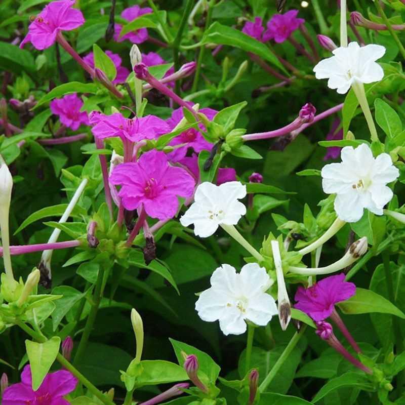 紫茉莉地花种籽种子子雷花夜来香种子阳台盆栽庭院四季播开花不断