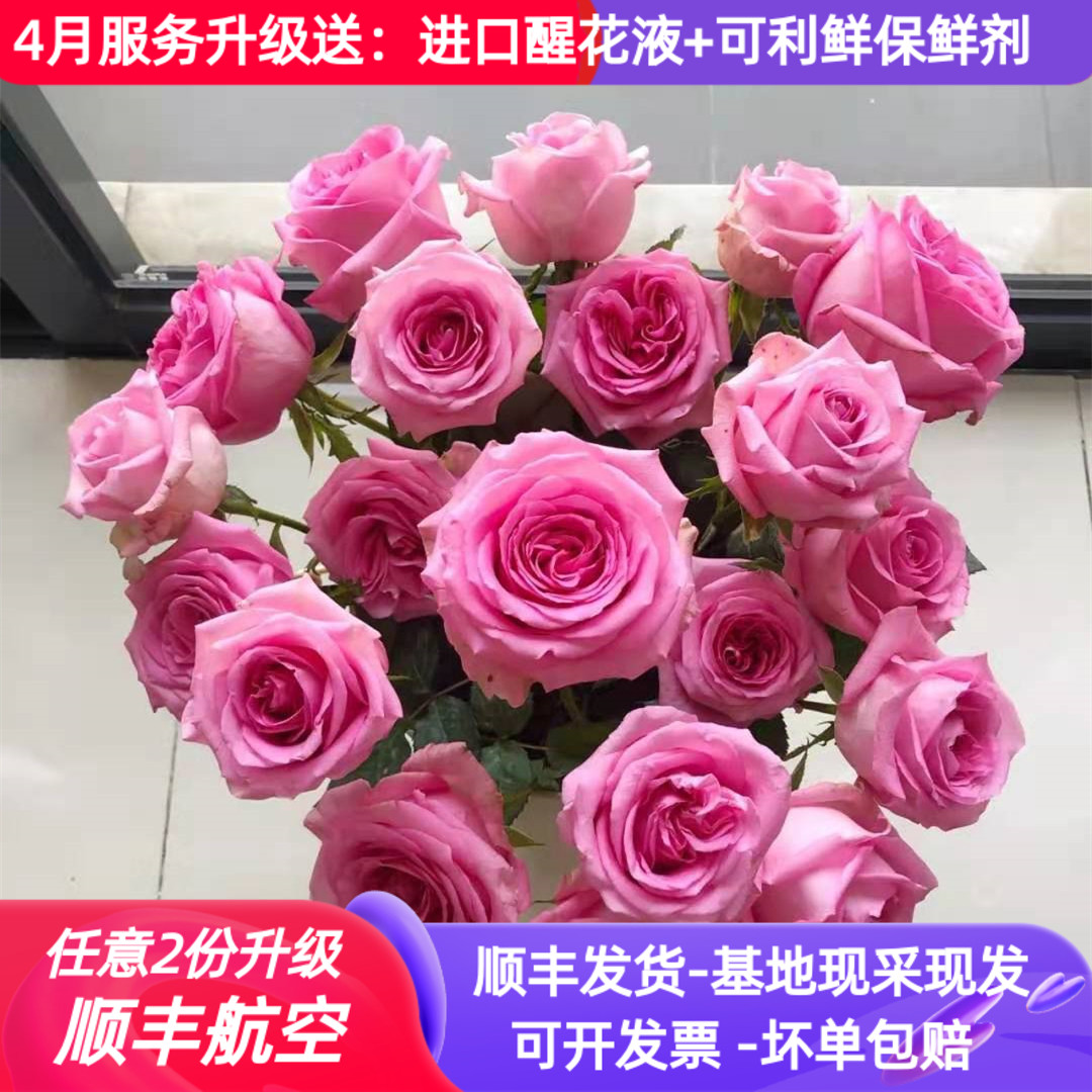 苏醒粉色玫瑰花蔷薇月季母亲节带花苞室内花卉云南鲜花直发空运