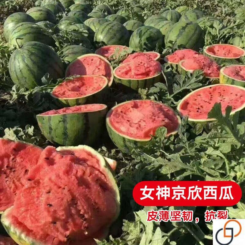 京欣优质西瓜种子早熟丰产农科院北京大兴大西瓜种籽东北地雷瓜西