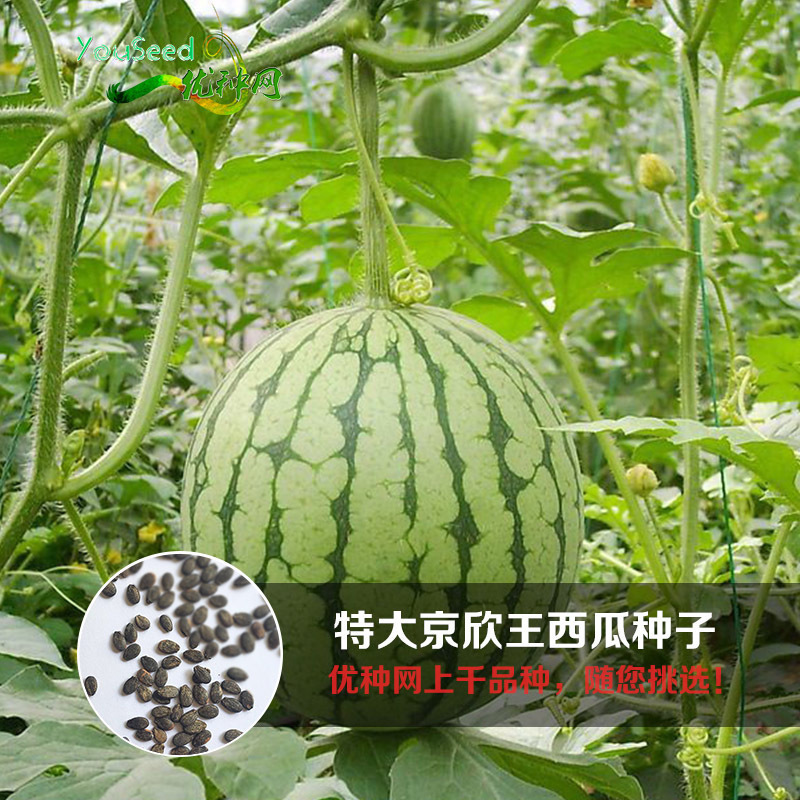 西瓜种子京欣二号早熟优质丰产农科院北京大兴大西瓜种籽东北地雷