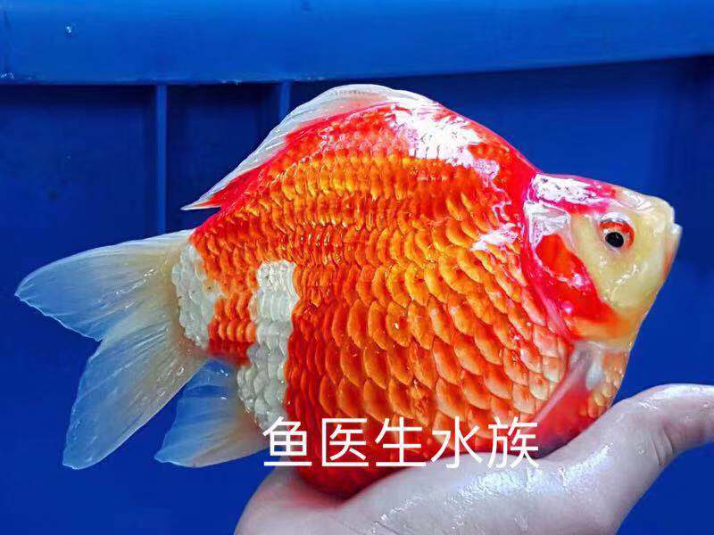 大日玉鲭鱼进口日本血统红白茶壶体短尾球形金鱼冷水易喂食观赏鱼