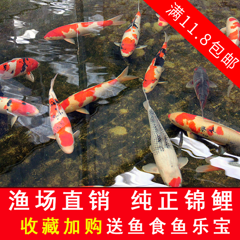 锦鲤活鱼金鱼苗观赏鱼冷水淡水鱼龙凤锦鲤鱼大型活体纯正红白三色