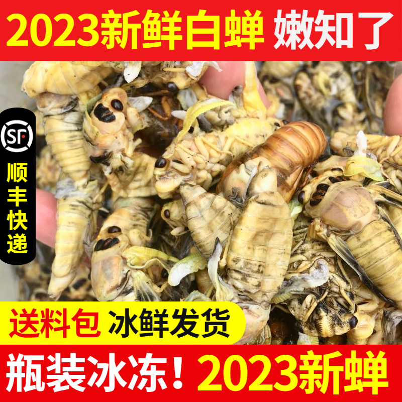 【顺丰】2023年新鲜蜕变金蝉知了白蝉嫩生肉知了猴100只包邮