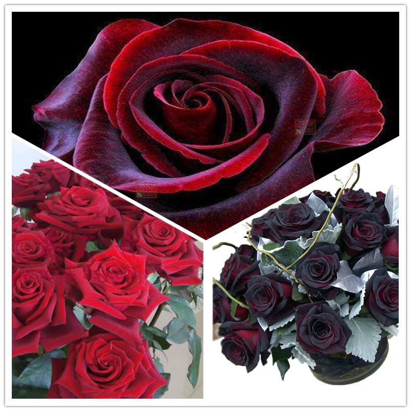 黑红大花月季黑魔术玫瑰淡香花苗四季开花庭院阳台盆栽
