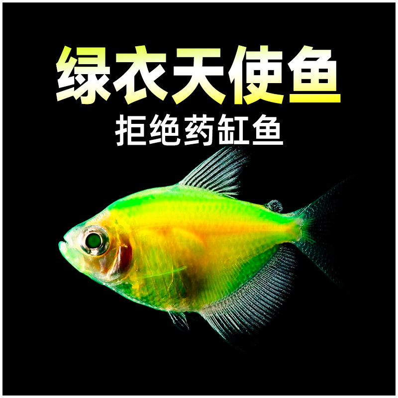 荧光天使鱼五彩裙鱼红衣绿衣黄衣天使鱼好养活体观赏鱼练手热带鱼