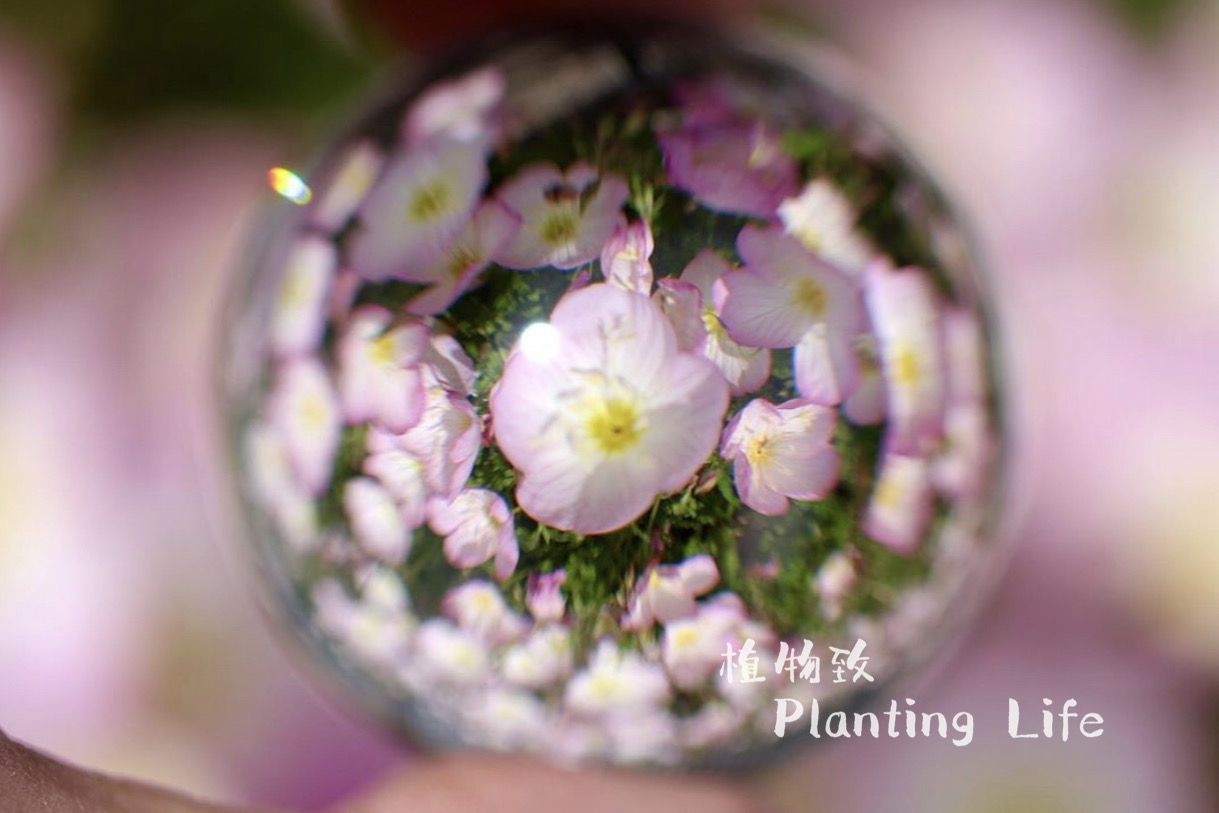 【植物致】粉花月见草Oenothera speciosa种一片樱粉色的梦幻花海