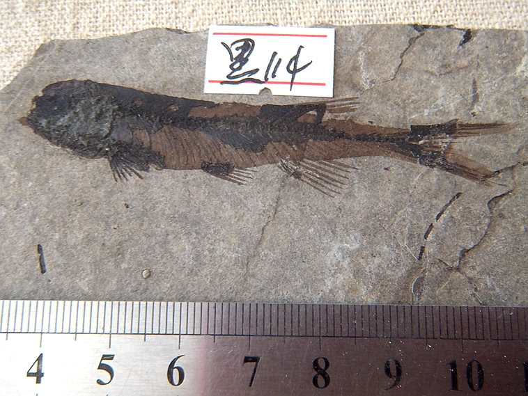 天然狼鳍鱼化石摆放黑板鱼石材动物复古怀旧古生物化石科普伴手礼