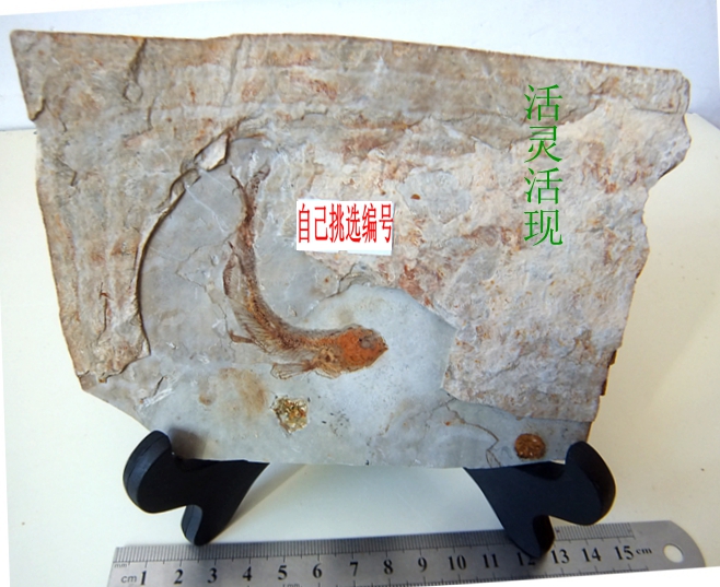 辽西天然狼鳍鱼化石摆放石材动物招财复古古生物科普标本9999