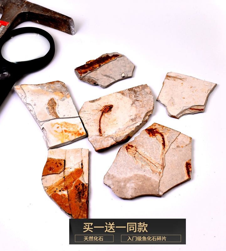 天然辽西早白垩纪古生物中华狼鳍鱼化石地质科普教学标本摆件收藏