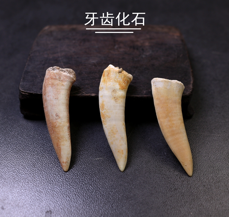 天然矛齿鱼牙齿化石原石头标本古生动物牙齿化石地质科普教学标本