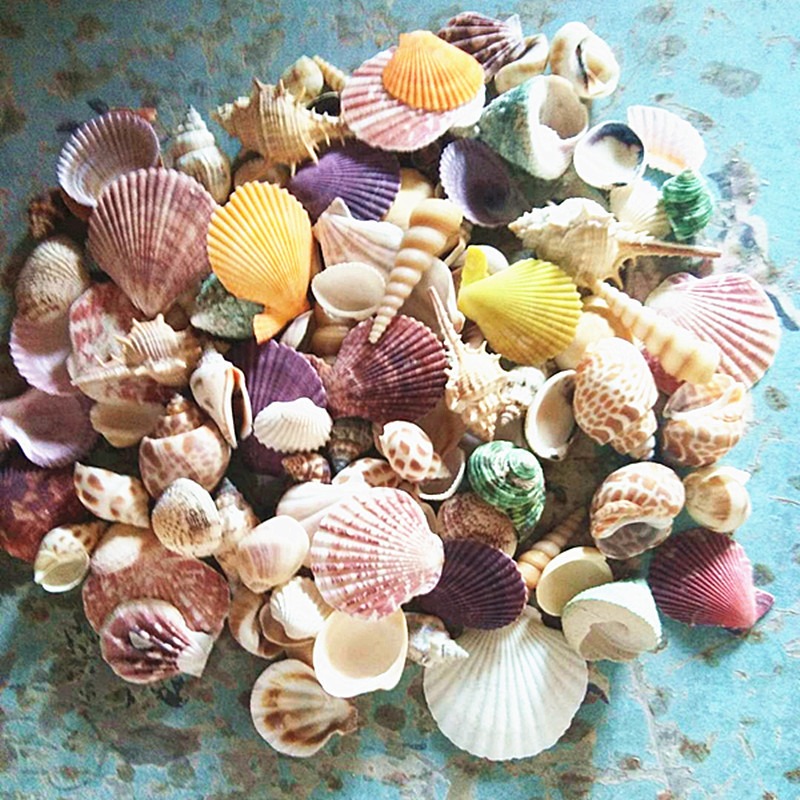 天然贝壳海螺立体贝壳花片配件diy手工配饰儿童手工制作材料