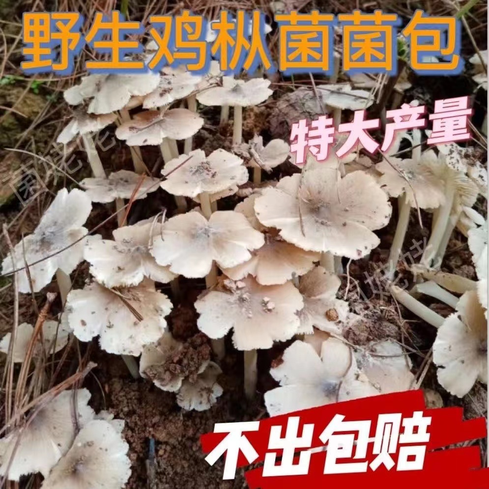 云南原种鸡枞菌菌种人工栽培新鲜蘑菇菌包可室内室外庭院野外种植