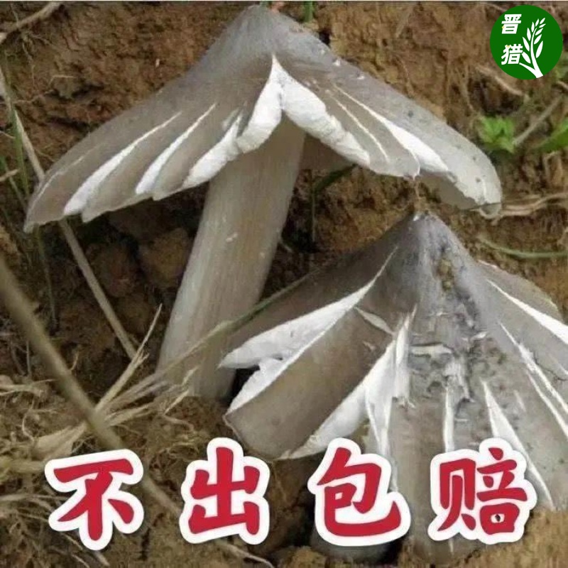 鸡枞菌种子伞把菇食用菌种包三八菇斗鸡公荔枝菌人工种植蘑菇菌包