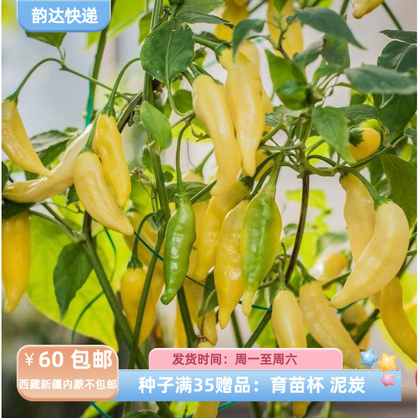 【种子】传家宝种子   辣椒  柠檬柑橘香气  柠檬滴 5粒