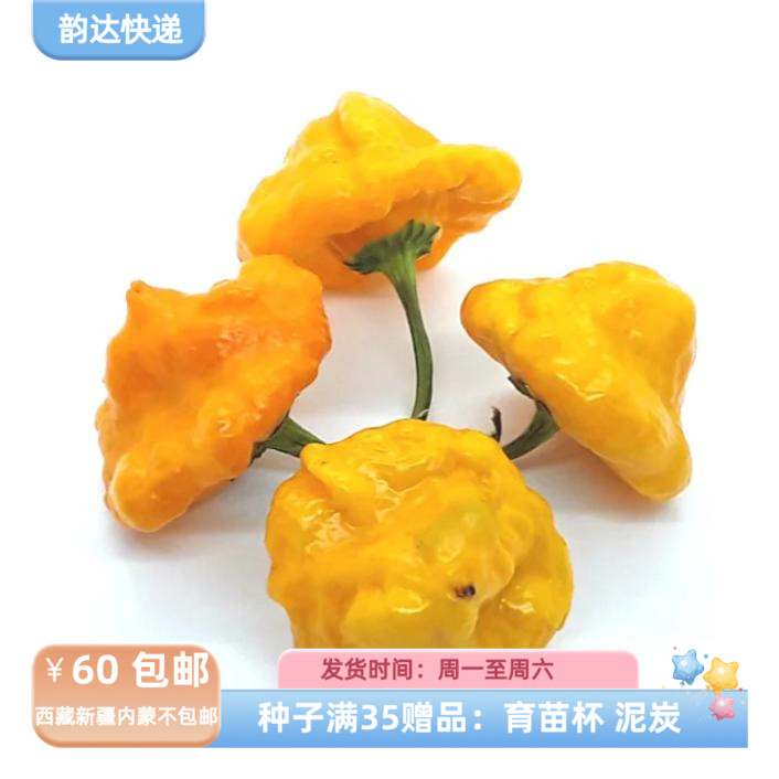 【种子】 传家宝品种 牙买加 黄灯笼辣椒 5粒