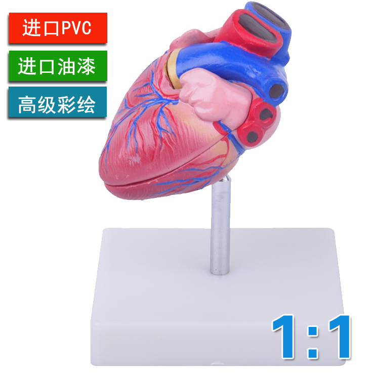 4D自然大心脏解剖模型 学生教学仪器内脏模型学医学人体器官仿真