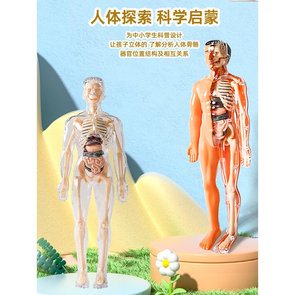 人体结模学型器官骨骼拆构卸拼装生医解剖物乐丫身体内脏骨架儿童