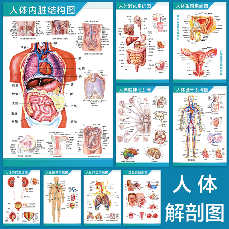 人体内脏解剖学
