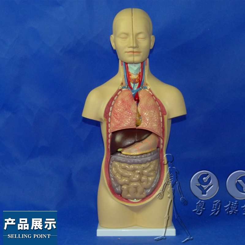 50CM人体系统解剖学人体内脏器官N解剖结构和构造模型