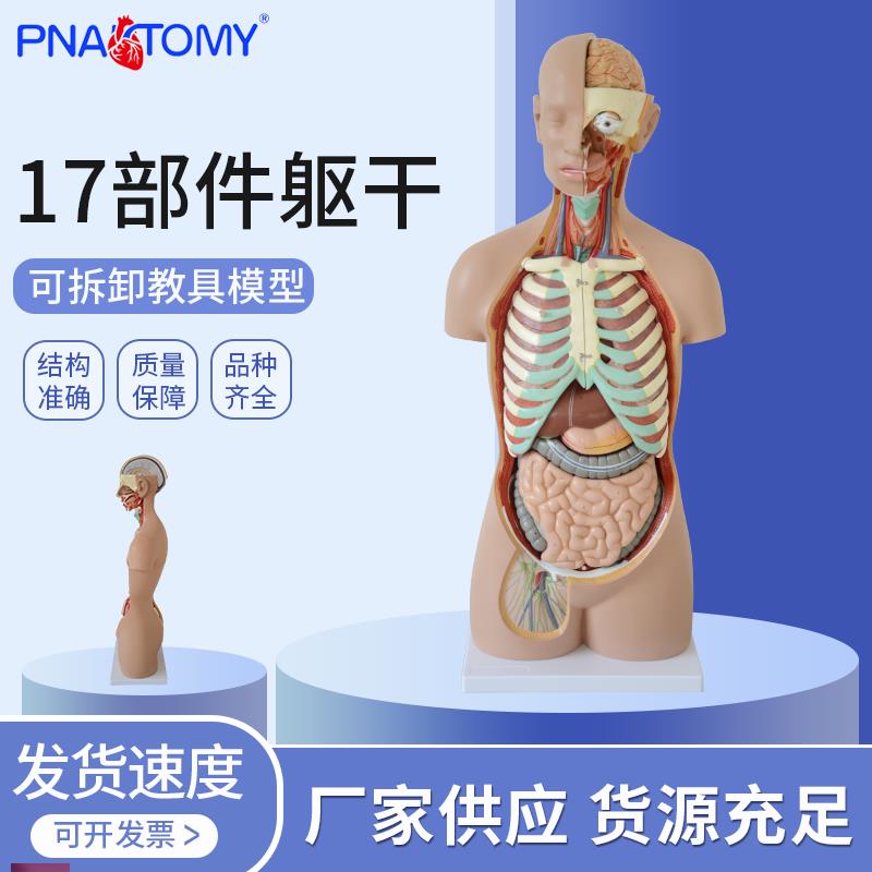 专业款人体解剖模型全身躯干内脏可拆卸仿真教N学教具1比1高85C
