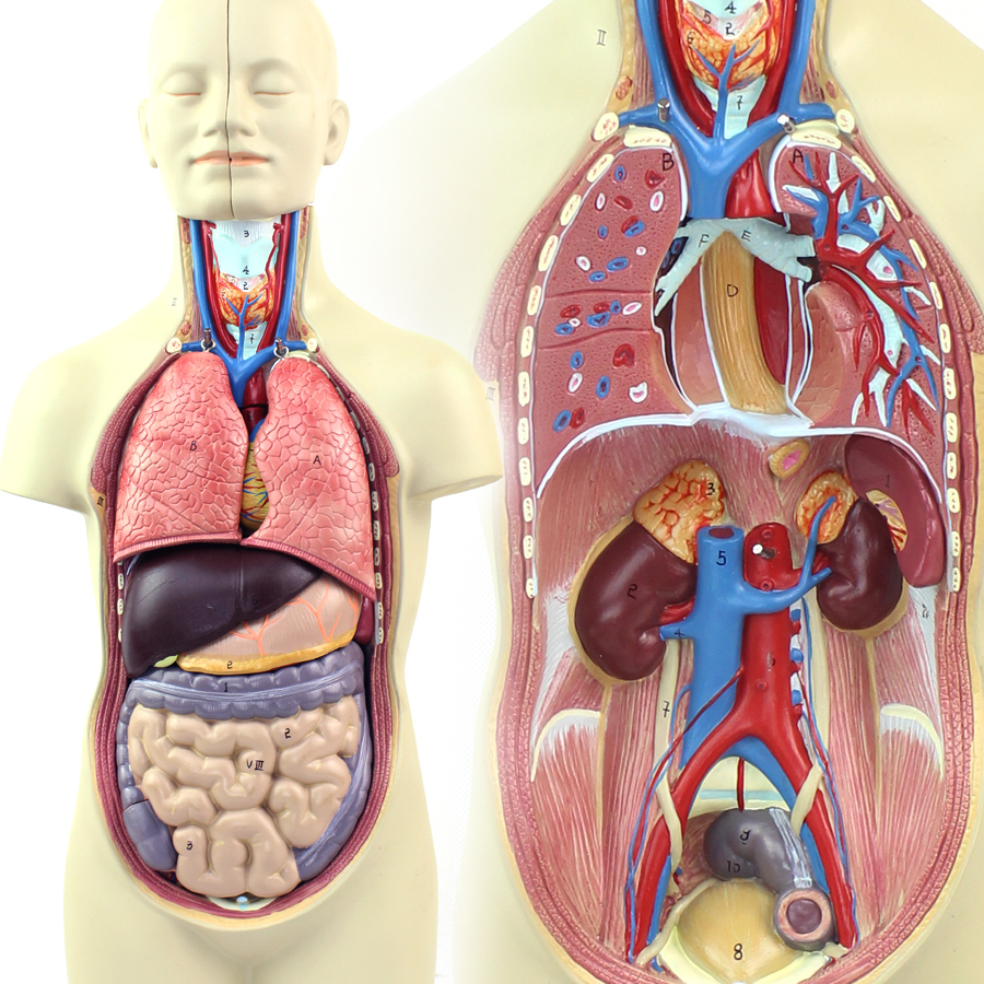 中型人体内脏器官解剖模型人体解剖学系统结构模型