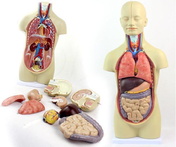 颐诺正品中型人体内脏器官解剖模型医用人体解剖学系统结构模型