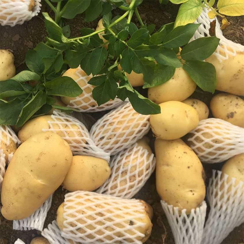 正宗荷兰土豆种子黄种高产脱毒小皮黄心发芽种子马铃薯洋芋