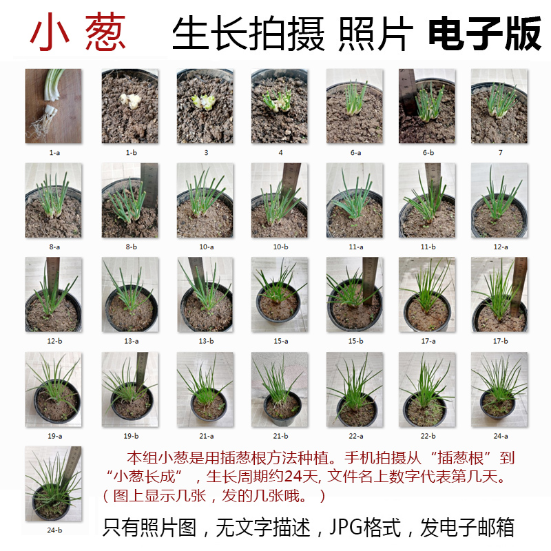 P23植物生长照片蔬菜JPG图片素材--小葱成长观察记照片组