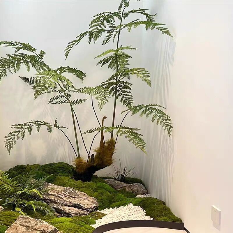 金丝猴蕨类盆景图片
