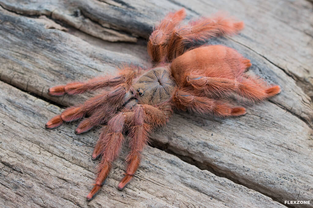 圭亚那红树食鸟蛛2厘米公母宠物蜘蛛之家经典红色树栖另有紫树