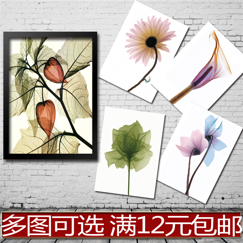 植物叶子叶脉简笔画 海报装饰画实木相框画框有框画墙画 科普教学