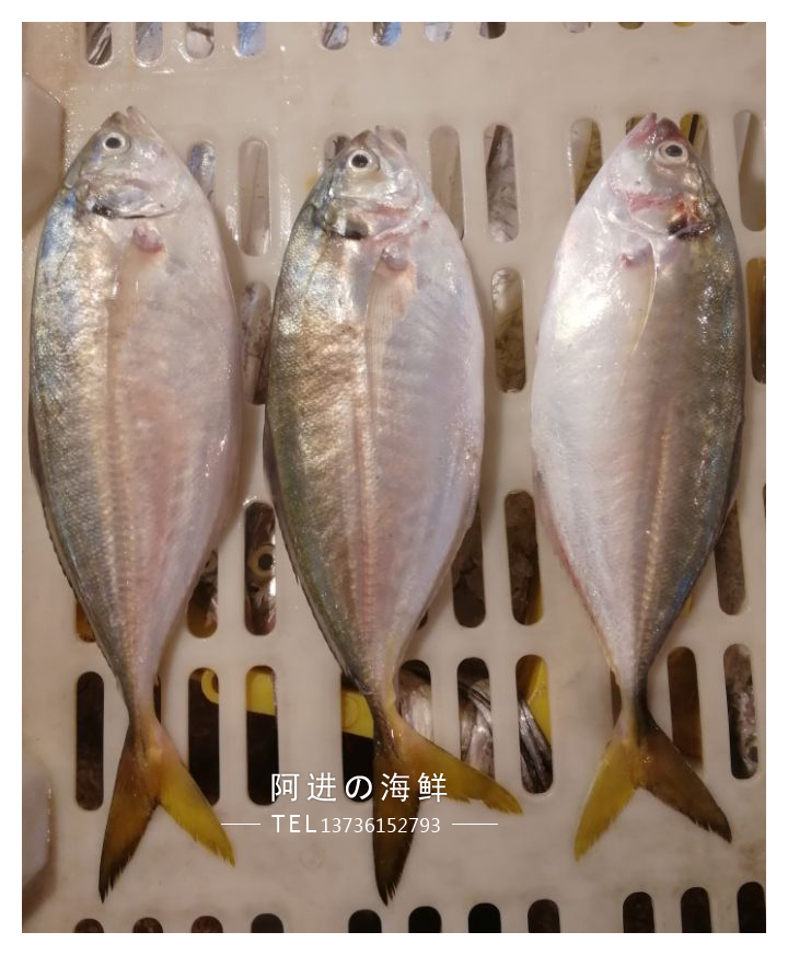石浦海鲜  东海新鲜大竹荚鱼/巴浪鱼  可刺身带油性 不经常有